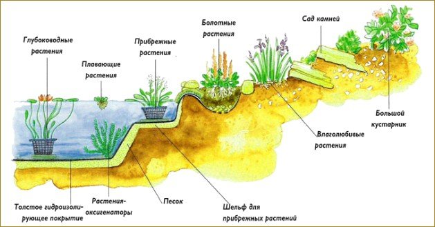 Растения укрепляющие берег пруда