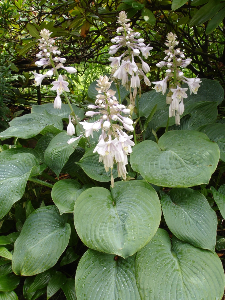 Хоста Hosta sieboldiana elegans