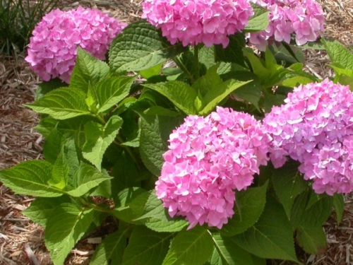 Гортензия. Посадка, выращивание и уход | Строительный портал