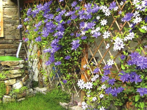 Цветы для вертикального озеленения на даче