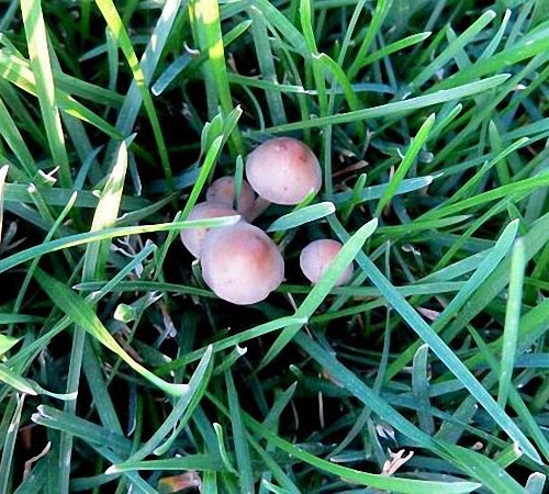 Как на газоне вырастить грибы