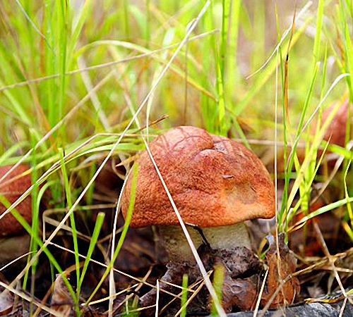 Как на газоне вырастить грибы