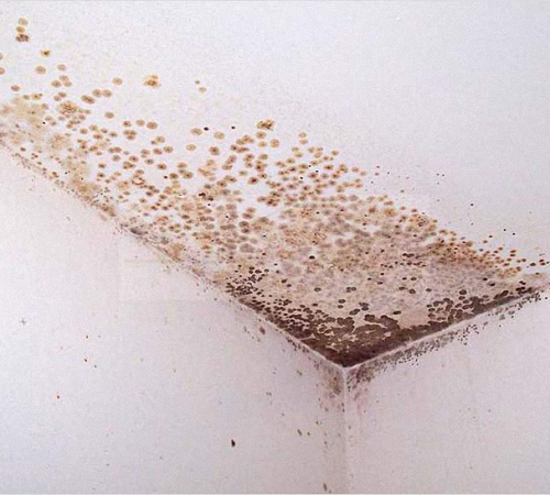 Как отмыть плесень на потолке