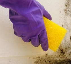 Как отмыть грибок на потолке