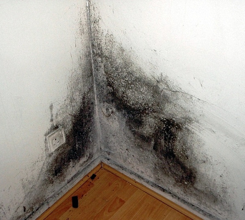 Как отмыть потолок в ванной от плесени