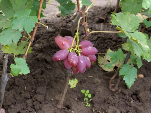 Как сажать винный виноград